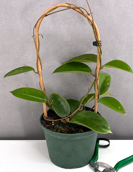 Hoya AH Black Magic - Plant Proper - 6" Pot