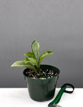 Hoya AH-074 - House Plant - Plant Proper - 4" Pot