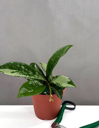 Hoya AH074 - Plant Proper - 2" Pot