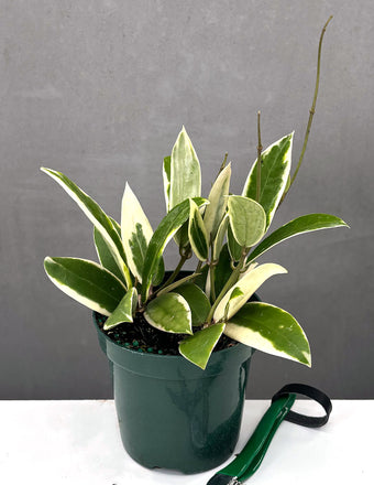 Hoya Acuta Albo-Marginata - Plant Proper - 4" Pot