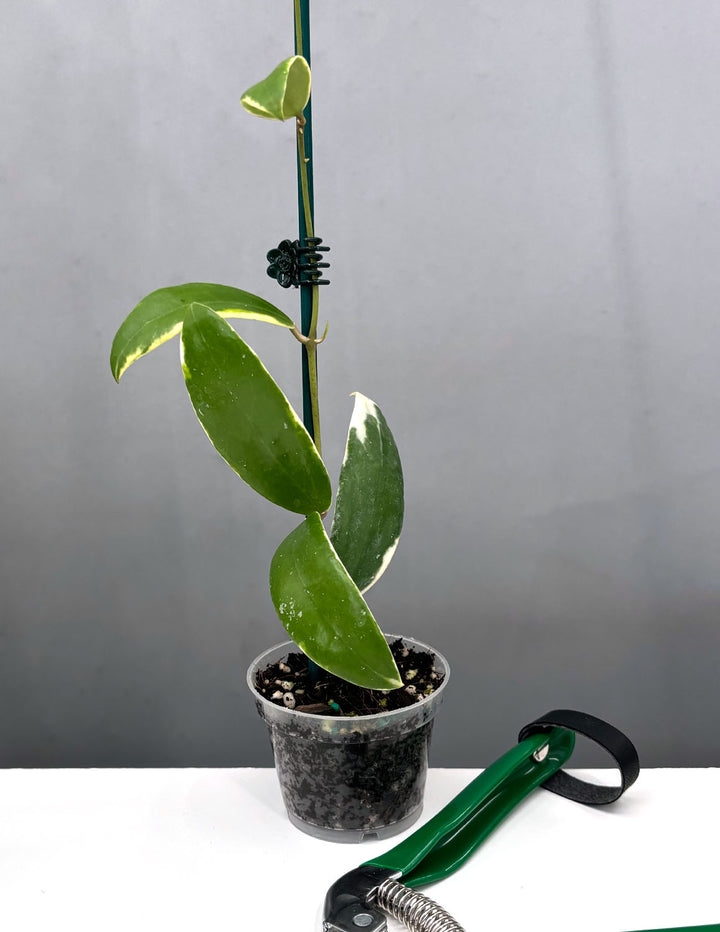 Hoya Acuta Albomarginata | Houseplants