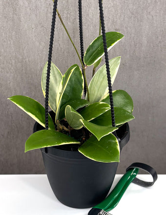 Hoya Acuta Albomarginata - Plant Proper - 2" Pot
