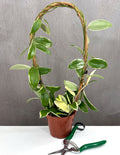 Hoya Acuta Albomarginata - Plant Proper - 4" Pot