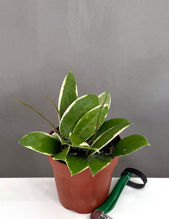 Hoya Acuta Albomarginata - Plant Proper - 2" Pot