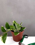Hoya Acuta Albomarginata - Plant Proper - 4" Pot