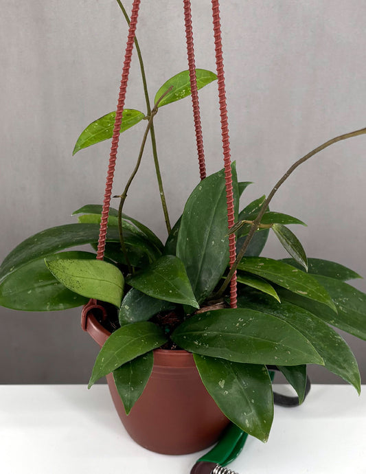 Hoya Acuta Pink - Plant Proper - 4" Hanging Pot