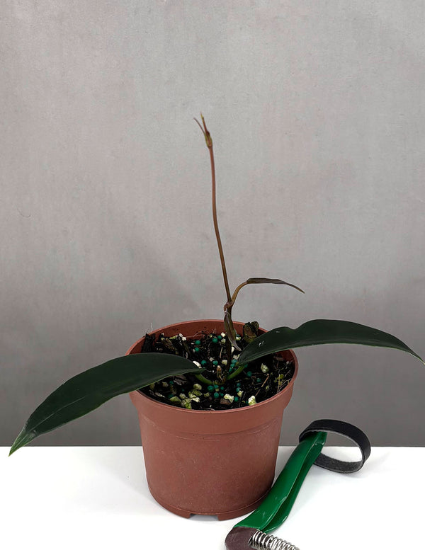 Hoya Archboldiana - Plant Proper - 3" Pot