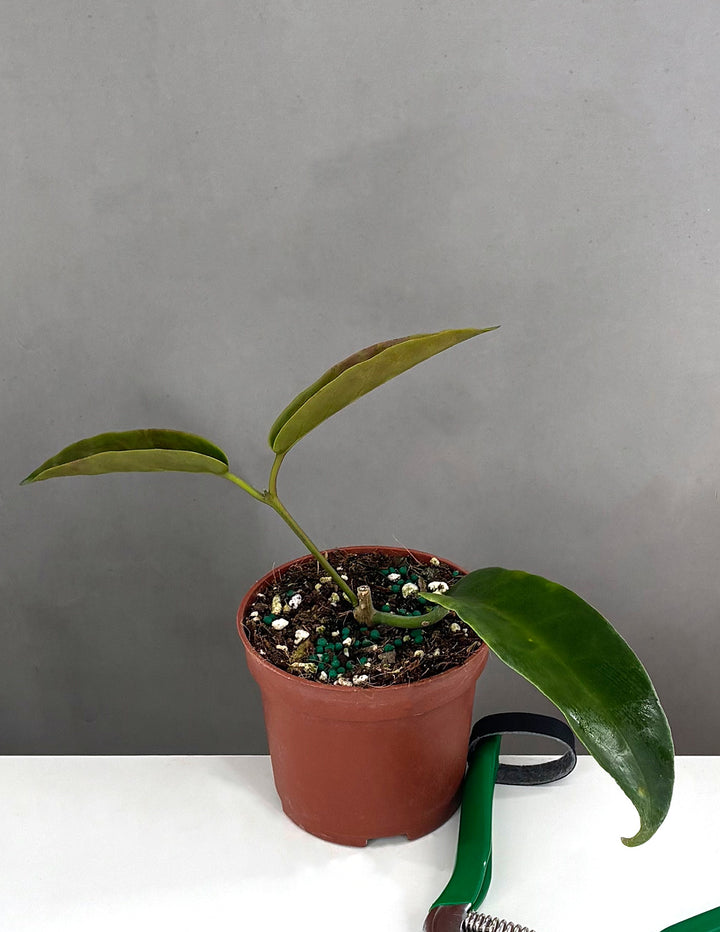 Hoya Archboldiana
