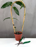 Hoya Archboldiana - Plant Proper - 4" Pot