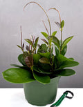 Hoya Australis - Plant Proper - 6" Pot