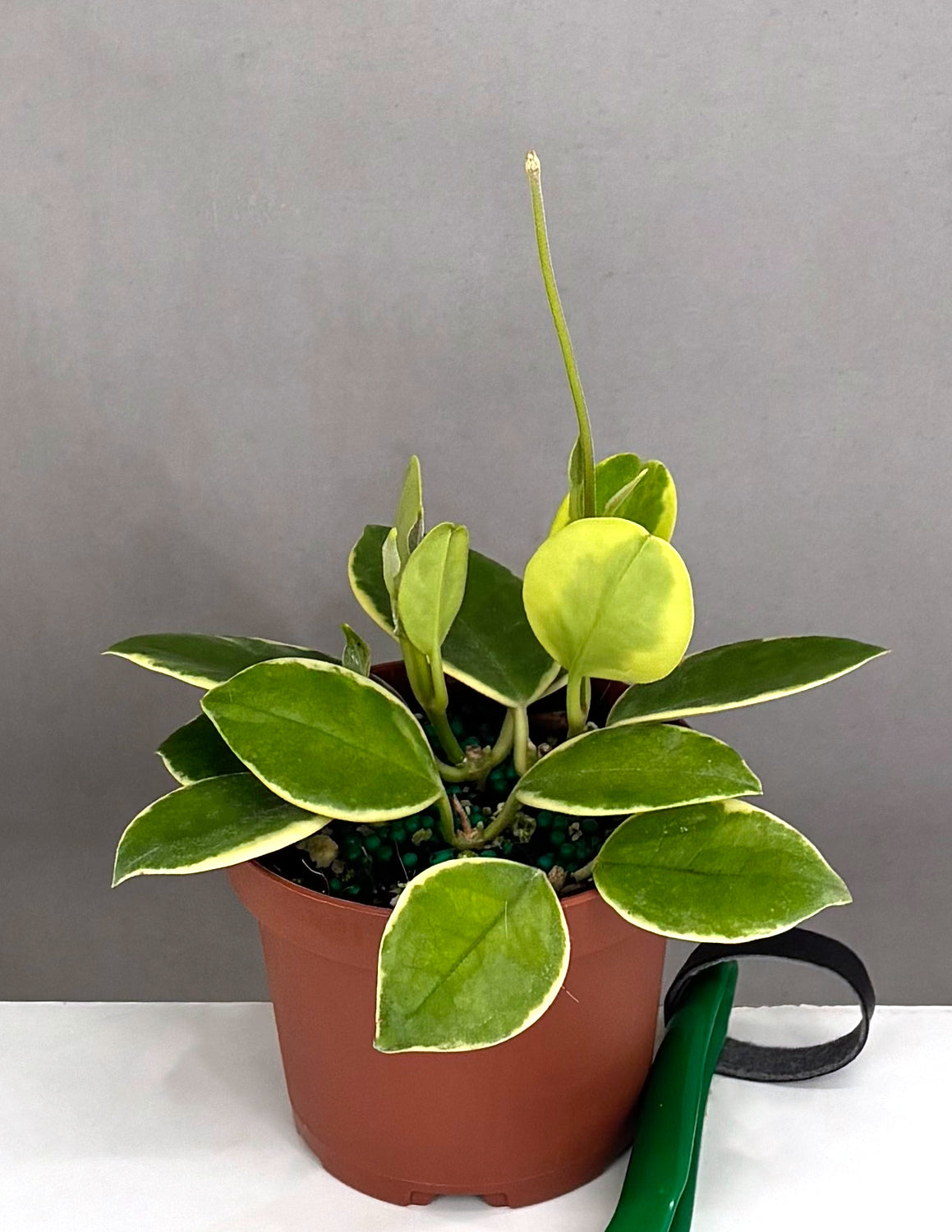 Hoya Australis Albomarginata | House Plants | Always Affordable at