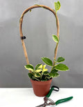 Hoya Australis Variegated - Plant Proper - 4" Pot
