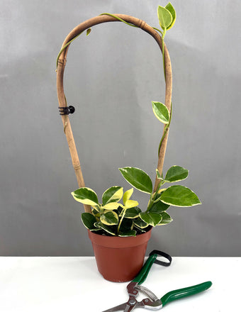 Hoya Australis Variegated - Plant Proper - 4" Pot