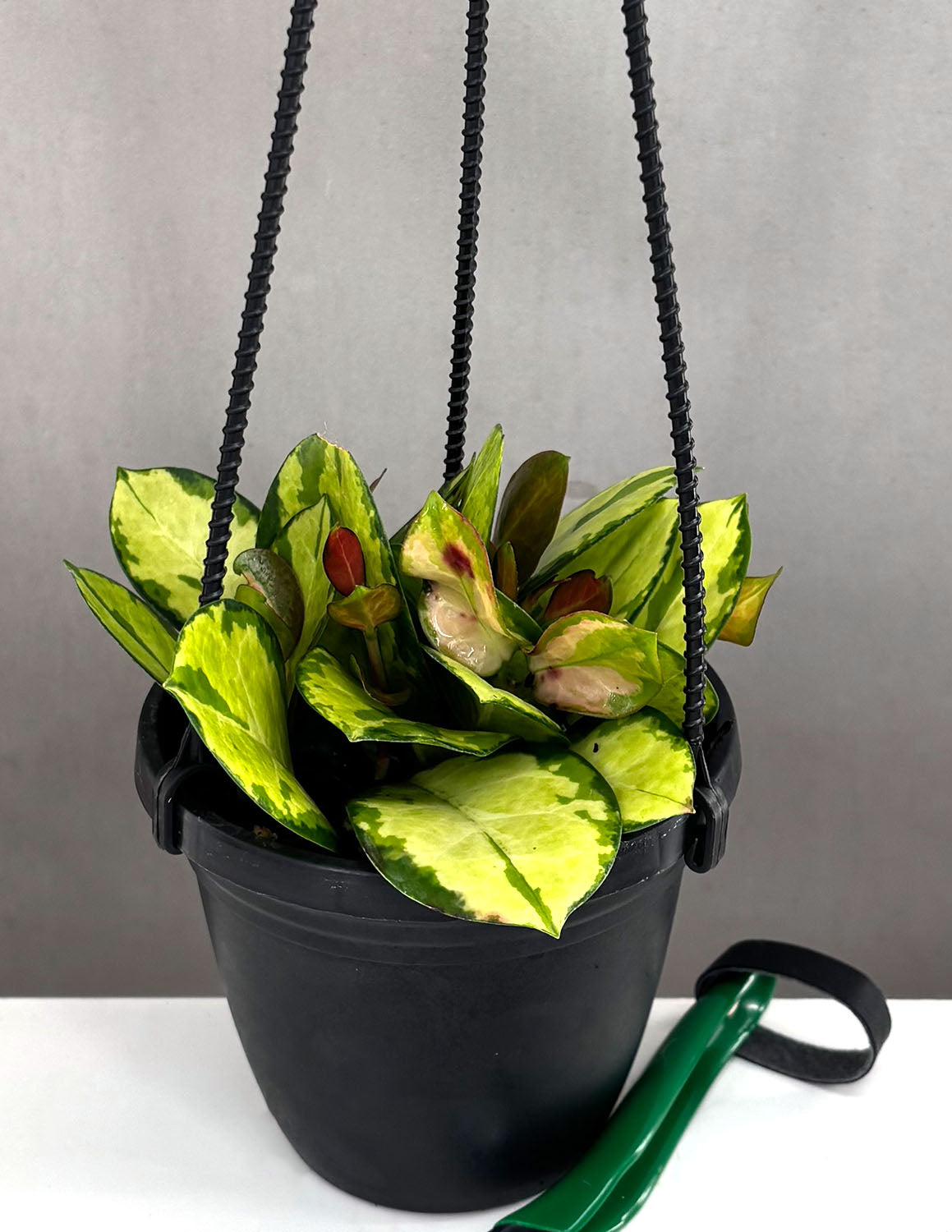 Hoya Australis Lisa Houseplants | Always Affordable at Plant Proper
