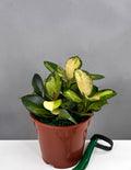 Hoya Australis Lisa - Plant Proper - 4" Pot
