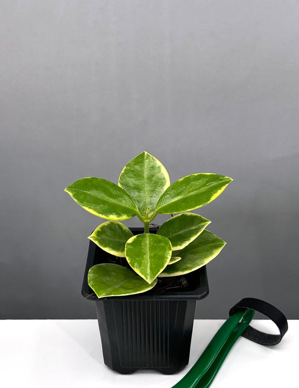Hoya Australis Variegated - Plant Proper - 2" Pot