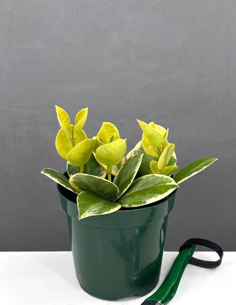 Hoya Australis - Houseplants - Plant Proper - 4" Pot