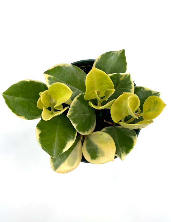 Hoya Australis Albomarginata | House Plants