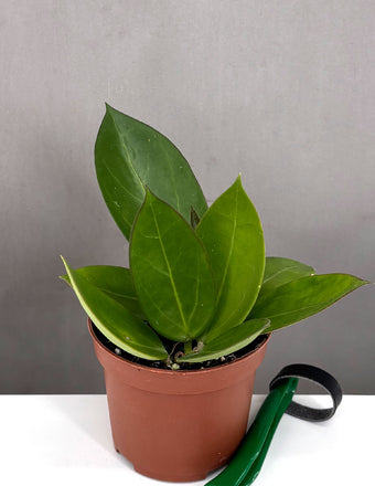 Hoya Bent - Plant Proper - 3" Pot