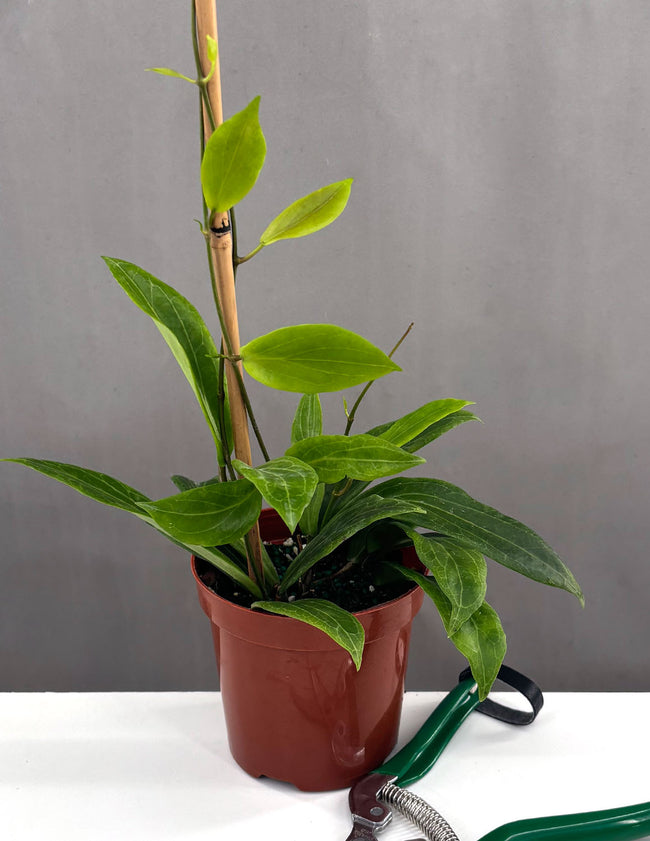 Hoya Benvergarai - Plant Proper - 4" Pot