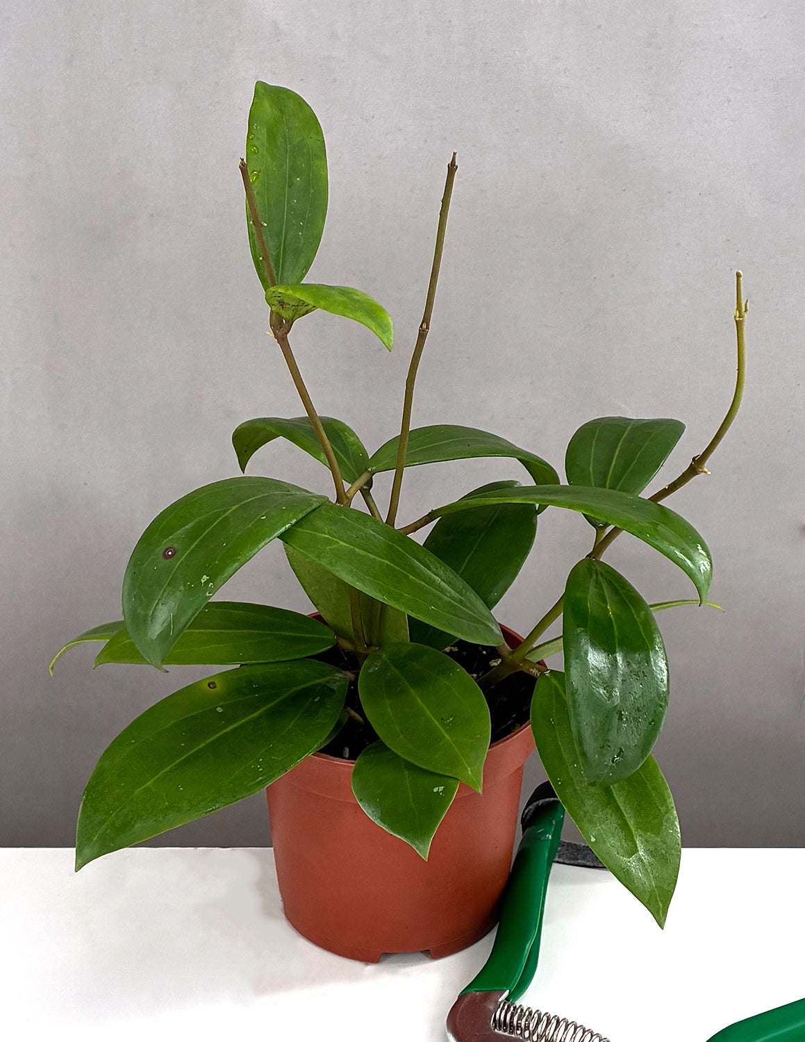 その他観葉植物 Hoya bhutanica Hoya Bhutanica | Houseplants | Always Affordable at Plant Proper