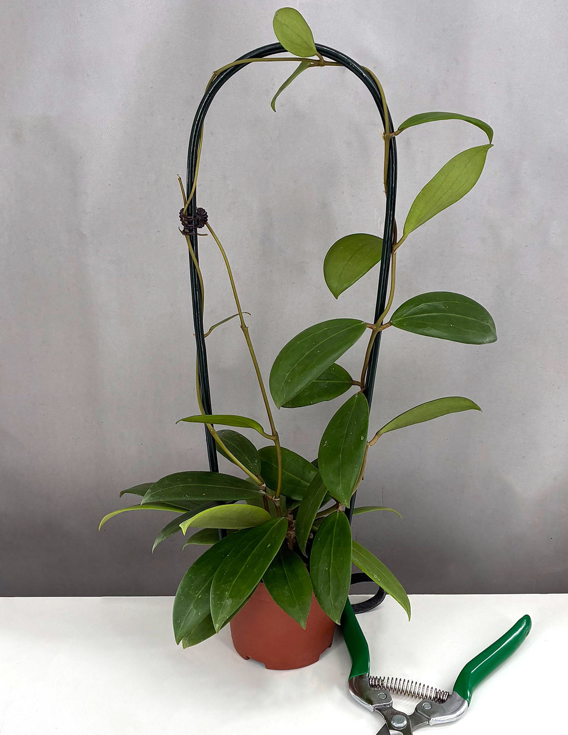 Hoya Bhutanica | Houseplants | Always Affordable at Plant Proper