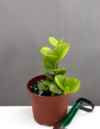 Hoya Biakensis Splash - Plant Proper - 3" Pot