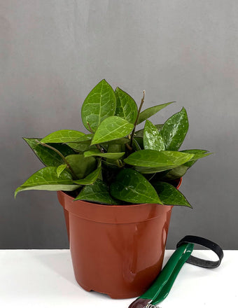 Hoya Black Margin - Plant Proper - 4" Pot