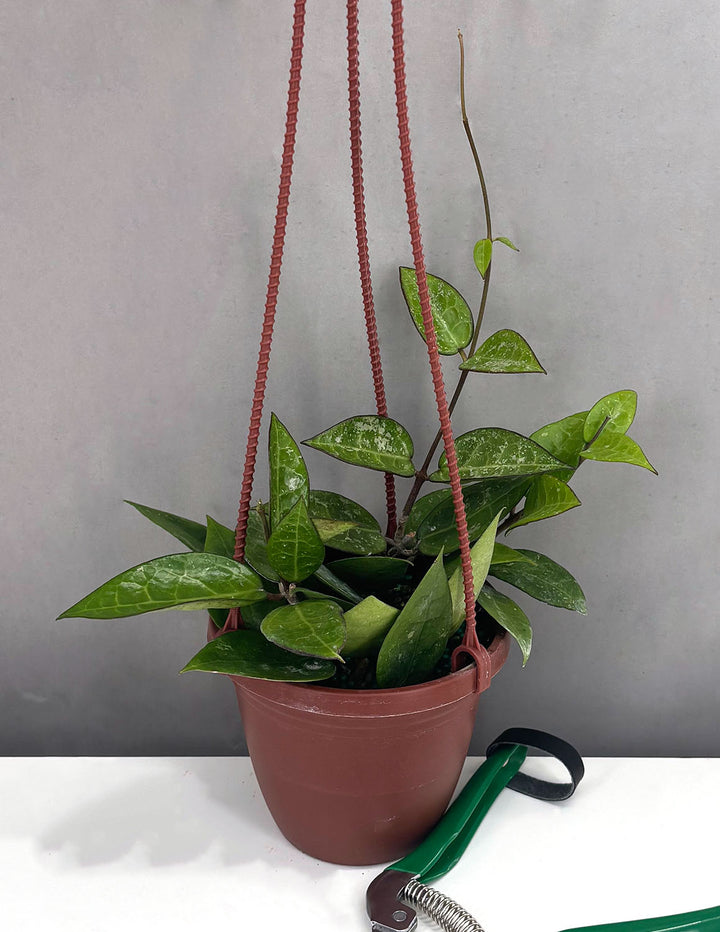 hoya fusco marginata splash Hoya Parasitica Black Margin Splash | Wax Plant