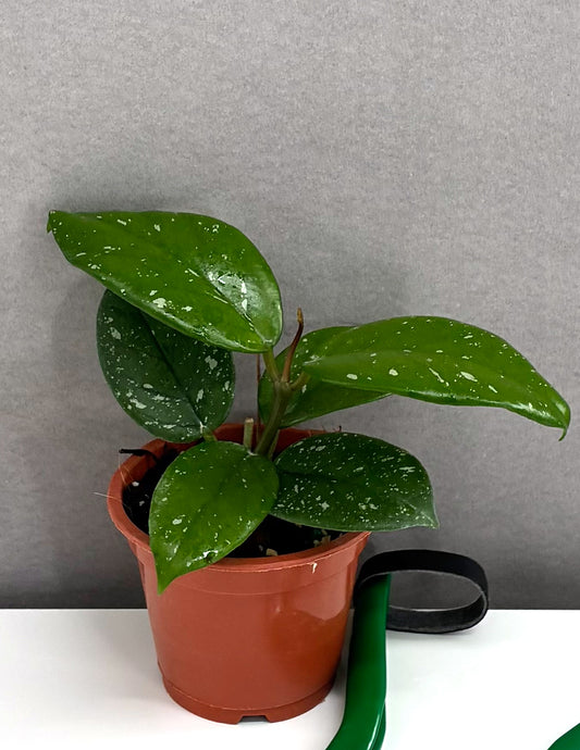 Hoya Bonii Splash - Plant Proper - 3" Pot
