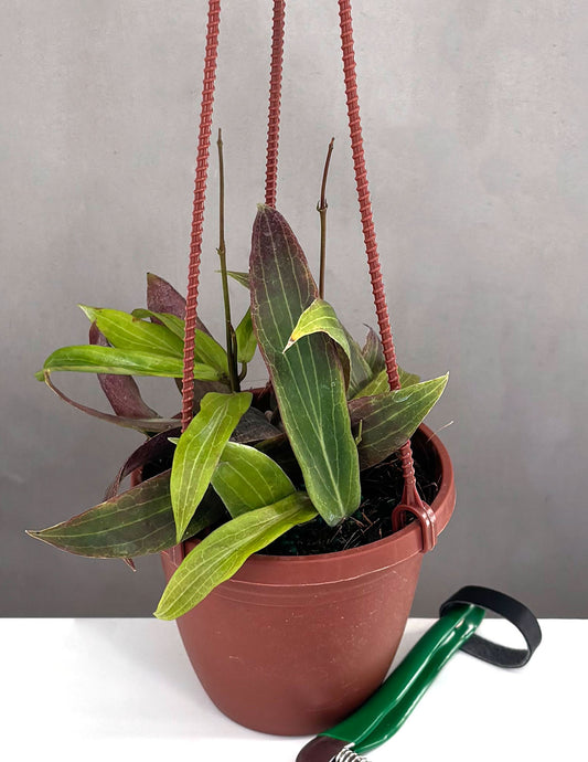 Hoya Bordenii - Plant Proper - 4" Hanging Basket