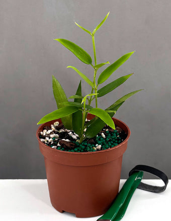 Hoya Burmanica - Plant Proper - 3" Pot