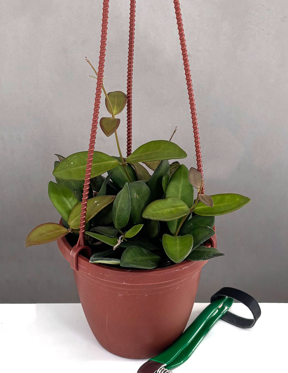 Plant Proper Hoya Burtoniae