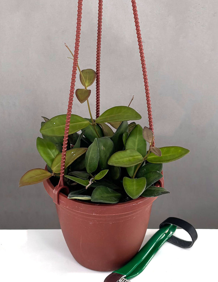 Hoya Burtoniae