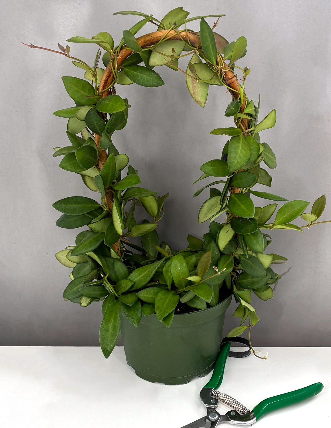 hoya plants Hoya Burtoniae | House Plants
