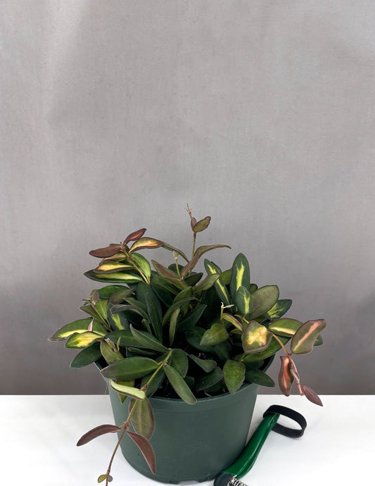 Hoya Burtoniae with Variegation - Plant Proper - 6" Pot