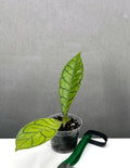 Hoya Callistophylla - Plant Proper - 2" Pot