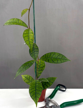 Hoya Callistophylla - Plant Proper - 2" Pot