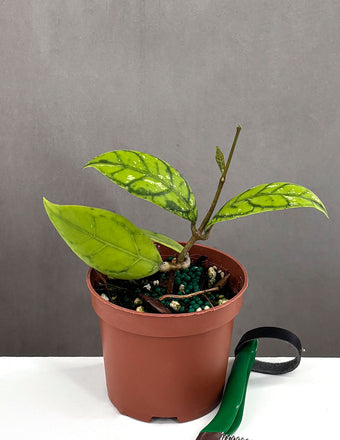 Hoya Callistophylla Black Cat - Plant Proper - 3" Pot