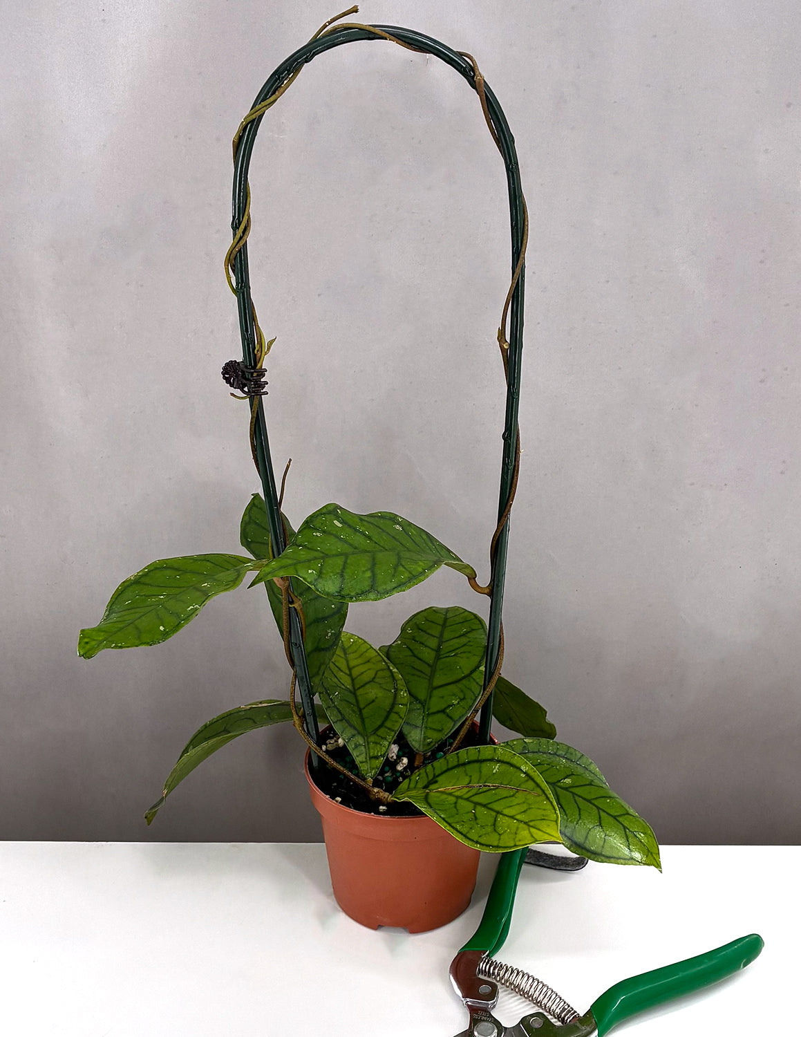 Hoya Callistophylla Vena | House Plants | Always Affordable at