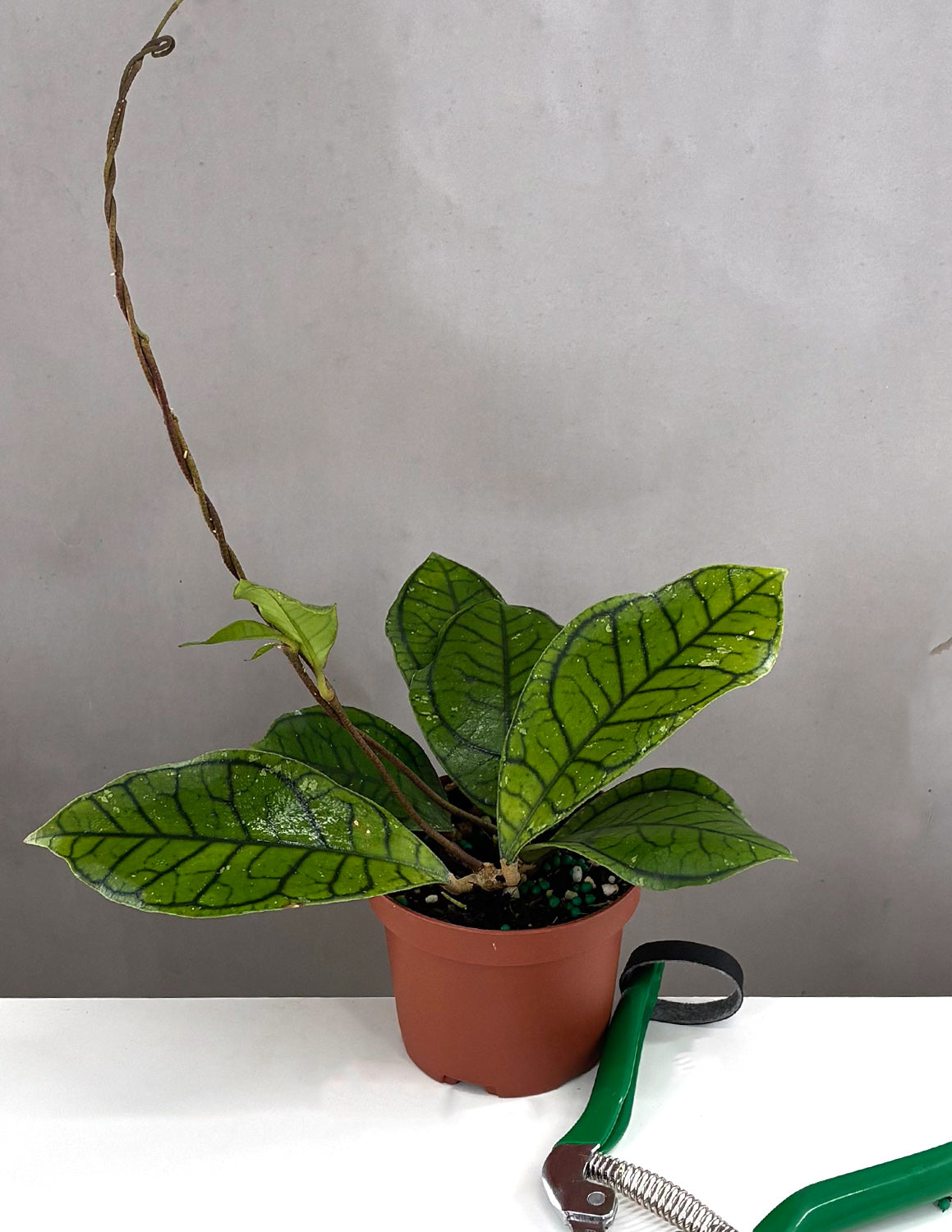Hoya Callistophylla Vena | House Plants | Always Affordable at