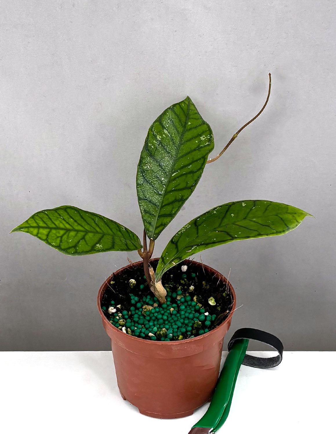 Hoya Callistophylla Vena | House Plants | Always Affordable at