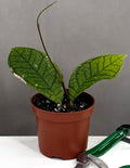 Hoya Callistophylla Vena - Plant Proper - 3" Pot