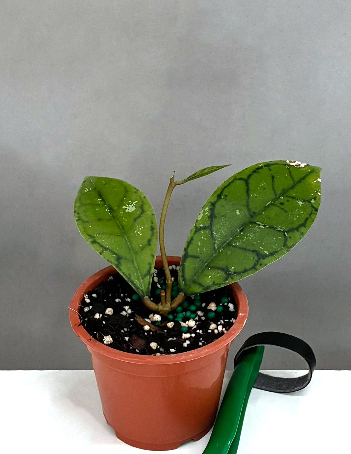 Hoya Callistophylla Black Cat | House Plants | Always Affordable
