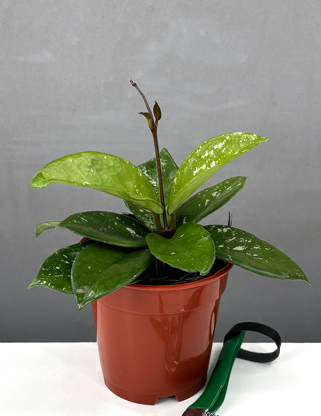Hoya Carnosa Freckles - Plant Proper - 4" Pot