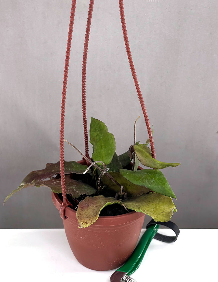 Hoya Caudata Big Green Leaf | Houseplants