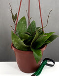 Hoya Caudata Sumatra - Plant Proper - 4" Hanging Pot