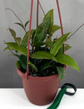 Hoya Caudata Sumatra - Plant Proper - 4" Hanging Basket