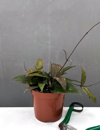 Hoya Caudata Sumatra - House Plant - Plant Proper - 4" Pot
