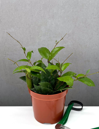 Hoya Caudata Sumarta - Plant Proper - 4" Pot